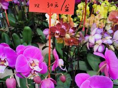 -溪岸路花鸟市场