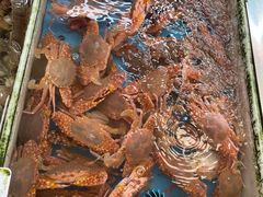 -大湾区中央湿地公园-十九涌