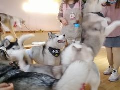 -Husky Go! 哈士奇体验馆·宠物咖啡厅狗咖
