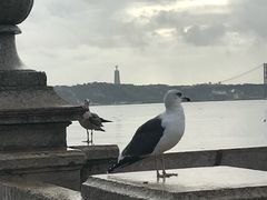 -商业广场(Praça do Comércio)