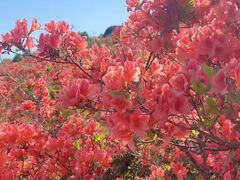 -瑞安圣井山景区