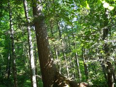 -五营红松林海景区