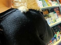 -欣宠猫屋·矮脚拿破仑·蓝金金渐层