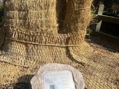 -上海佘山国家森林公园天马山园