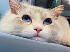 -Bastet sally猫舍购宠(静安店)
