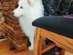 -more than meow吴止猫主题餐厅(承德 中船汇店)