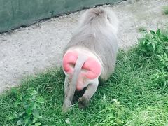 -合肥野生动物园