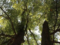 -西湖风景区十里琅珰-五云山