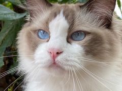 -喵屿·大理花园猫咖