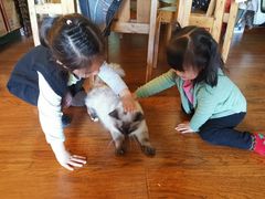 -喵zoo家庭繁育猫舍(尖东智能花园店)