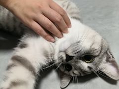 -艾贝尔宠物医院·狂犬免疫点(江山金象城店)