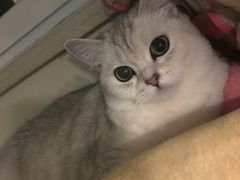-芭比堂动物医院·犬猫全科·异宠专科(雁塔分院)