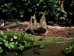 -夜间野生动物园