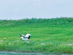 -黑龙江扎龙生态旅游区