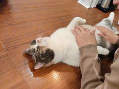 -有猫主题·治愈系猫咖(曾厝垵店)