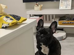 -多乐狗狗宠物训练工作室