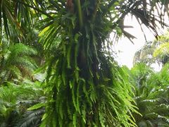 -中国科学院西双版纳热带植物园