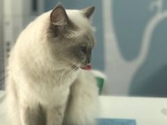 -喵的天空名猫咖啡馆·撸猫·猫舍·用品