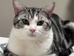 -欣宠猫屋·矮脚拿破仑·蓝金金渐层