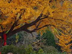 -遵化市禅林寺古银杏风景园