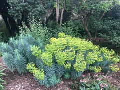-墨尔本皇家植物园