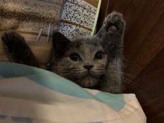 -lincat·猫舍(广州店)