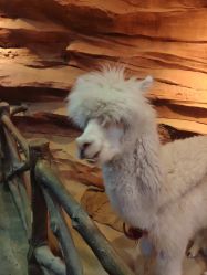 -酷嗒动物文化乐园(cutezoo西溪乐天城店)