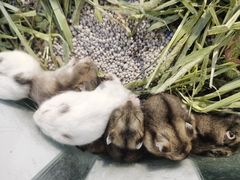 -龟与熊猫宠物公园(南坪店)