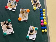 -藏猫猫咖啡主题馆(中央大道店)