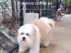 momo-TrueLove @ Neverland (Husky Cafe)