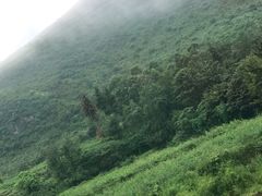-阿鹏故事云南野生菌火锅(人民路店)