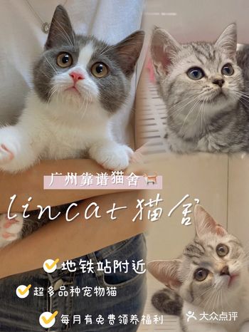 广州靠谱人气猫舍每一只猫咪都想带回家