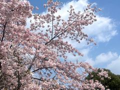 -顾村公园