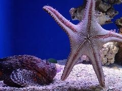 -海合安青岛极地海洋公园