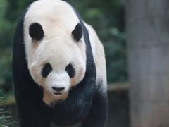 -中国大熊猫保护研究中心雅安碧峰峡基地