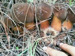 -佳缘野生菌食府