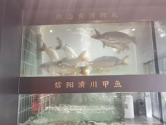 -阿五黄河大鲤鱼(英协路店)