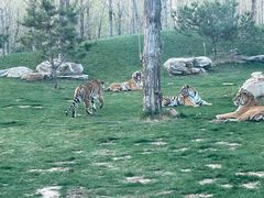 -北京野生动物园