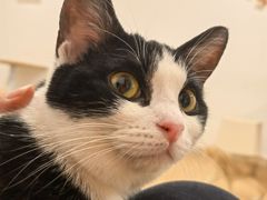 -有喵·猫咖·狗咖·30几只猫10只小狗(岗厦店)