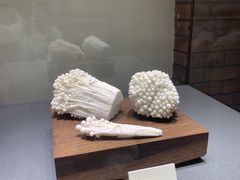 -大连自然博物馆