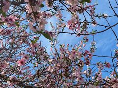 -桃花堤公园
