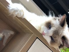 布偶猫-藏猫猫咖啡主题馆(中央大道店)