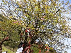 -硗碛藏寨·神木垒景区