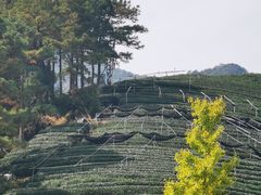 -龙坞茶村