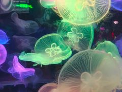 -太平洋海底世界