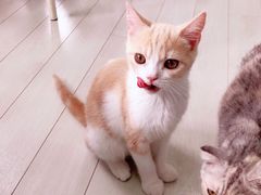 -喵的天空名猫咖啡馆·撸猫·猫舍·用品