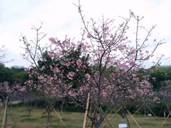 -聚龙山公园