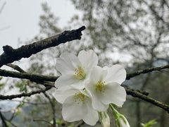 -南山植物园