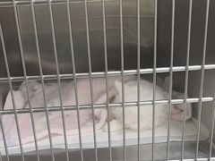 -安安宠医宠物医院·异宠·犬猫内科(岳阳分院)