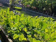-洛阳白马寺
